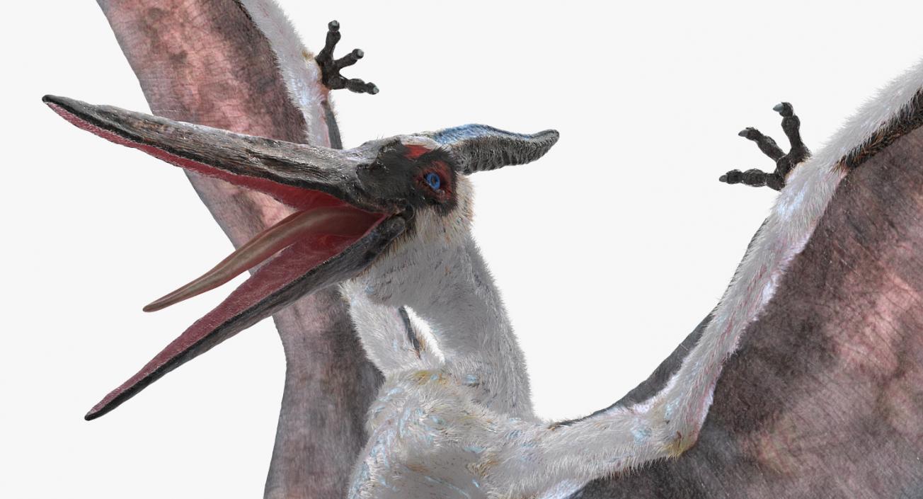 3D Pterosaur Pteranodon White Landing Pose with Fur model