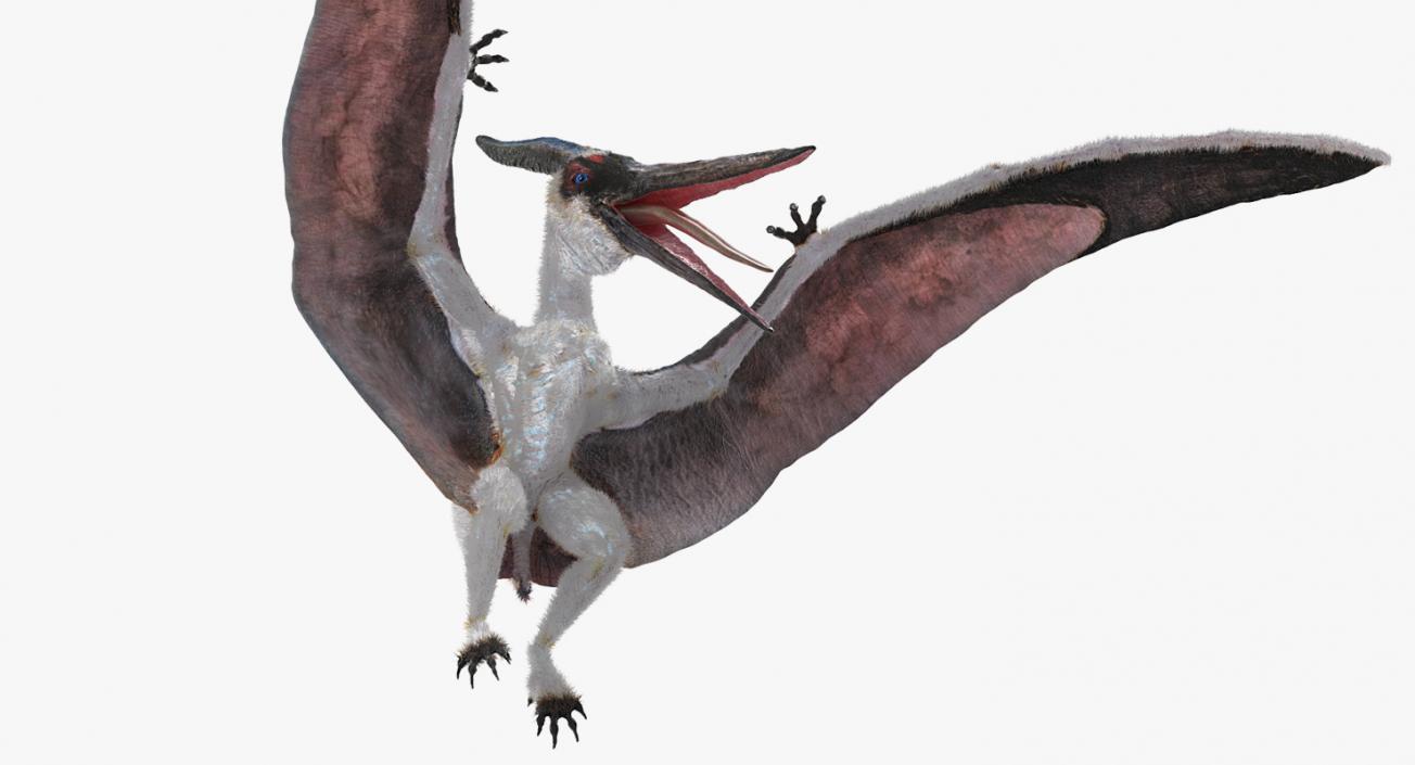 3D Pterosaur Pteranodon White Landing Pose with Fur model