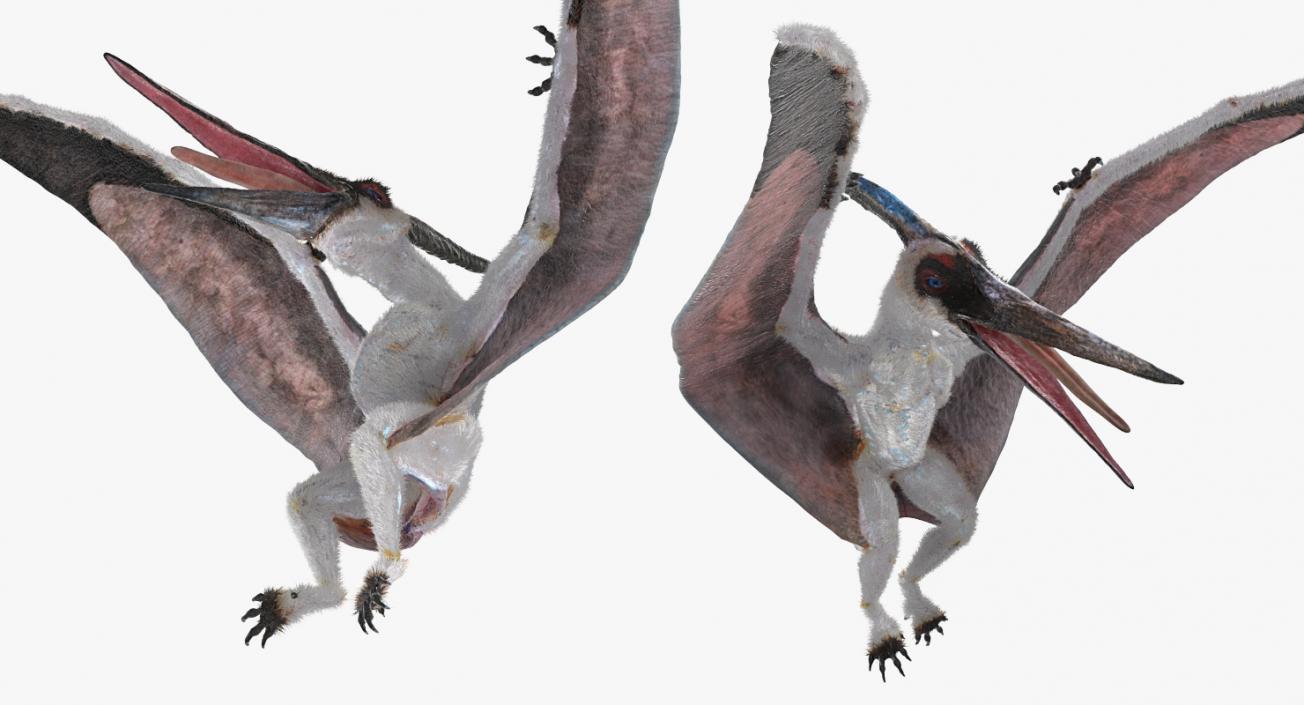 3D Pterosaur Pteranodon White Landing Pose with Fur model