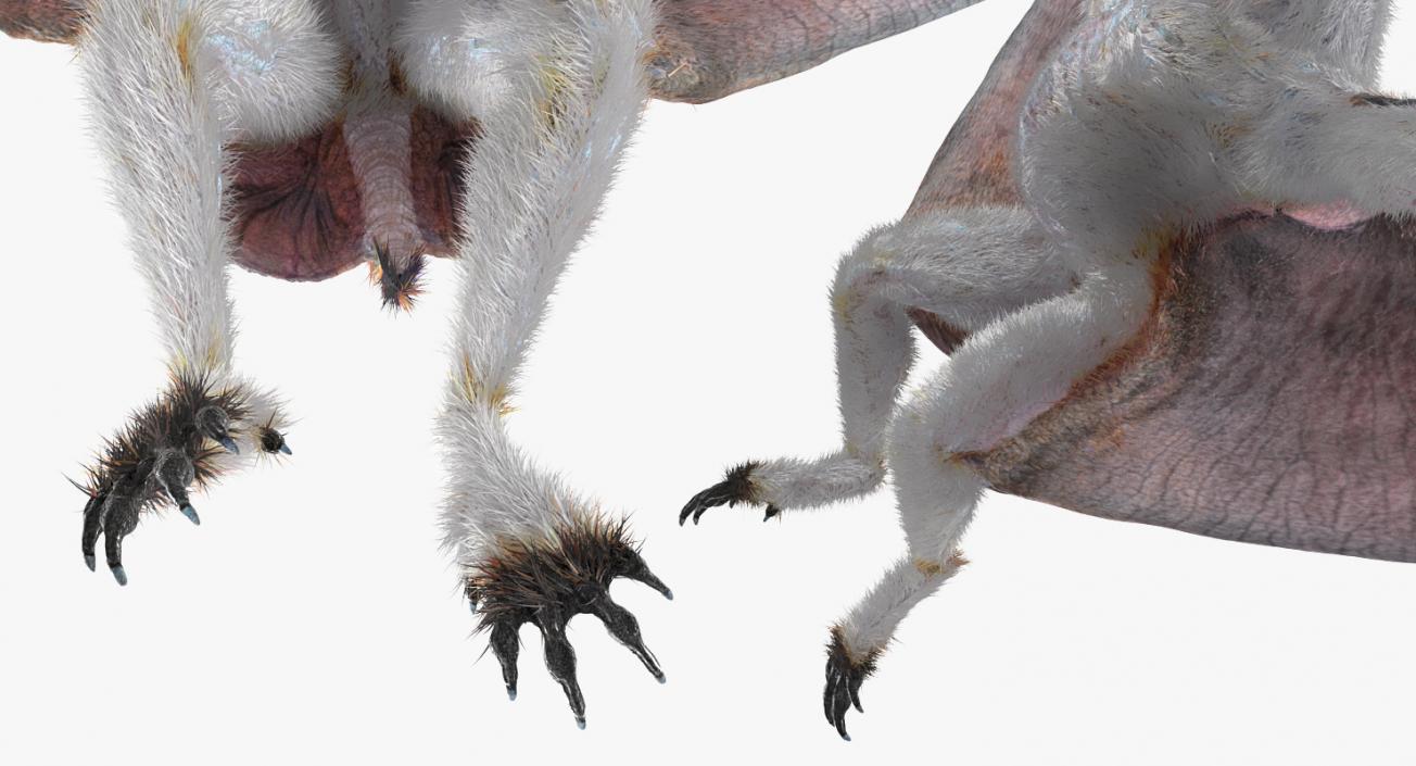 3D Pterosaur Pteranodon White Landing Pose with Fur model