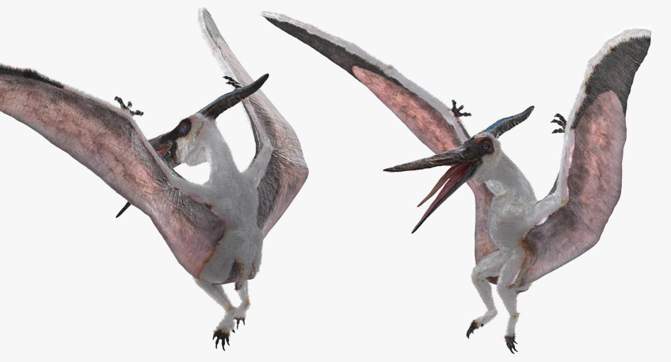 3D Pterosaur Pteranodon White Landing Pose with Fur model