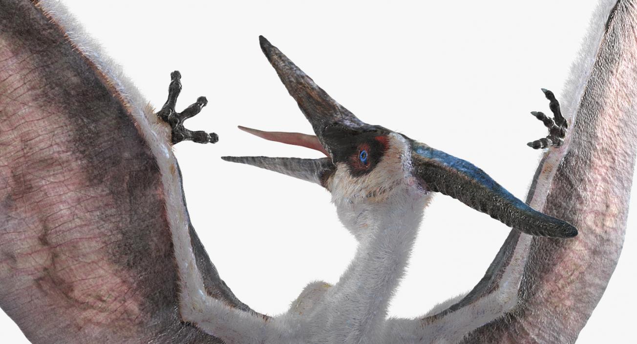 3D Pterosaur Pteranodon White Landing Pose with Fur model