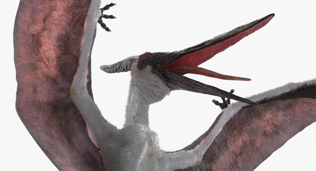 3D Pterosaur Pteranodon White Landing Pose with Fur model