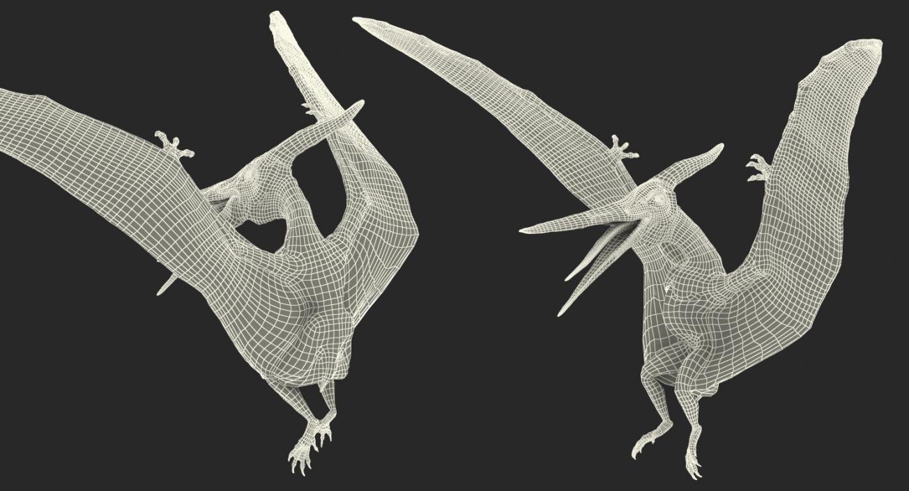 3D Pterosaur Pteranodon White Landing Pose with Fur model