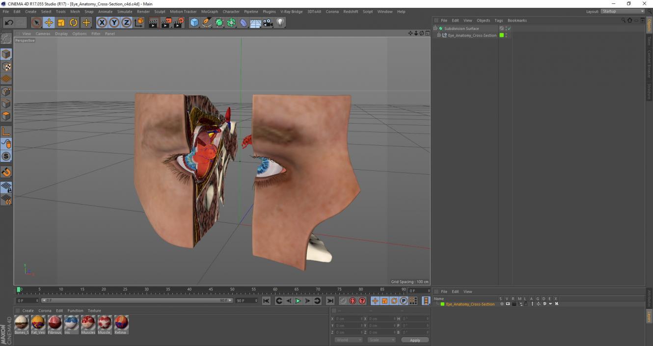 3D model Eye Anatomy Cross-Section