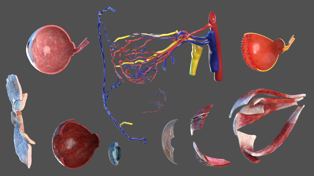 3D model Eye Anatomy Cross-Section