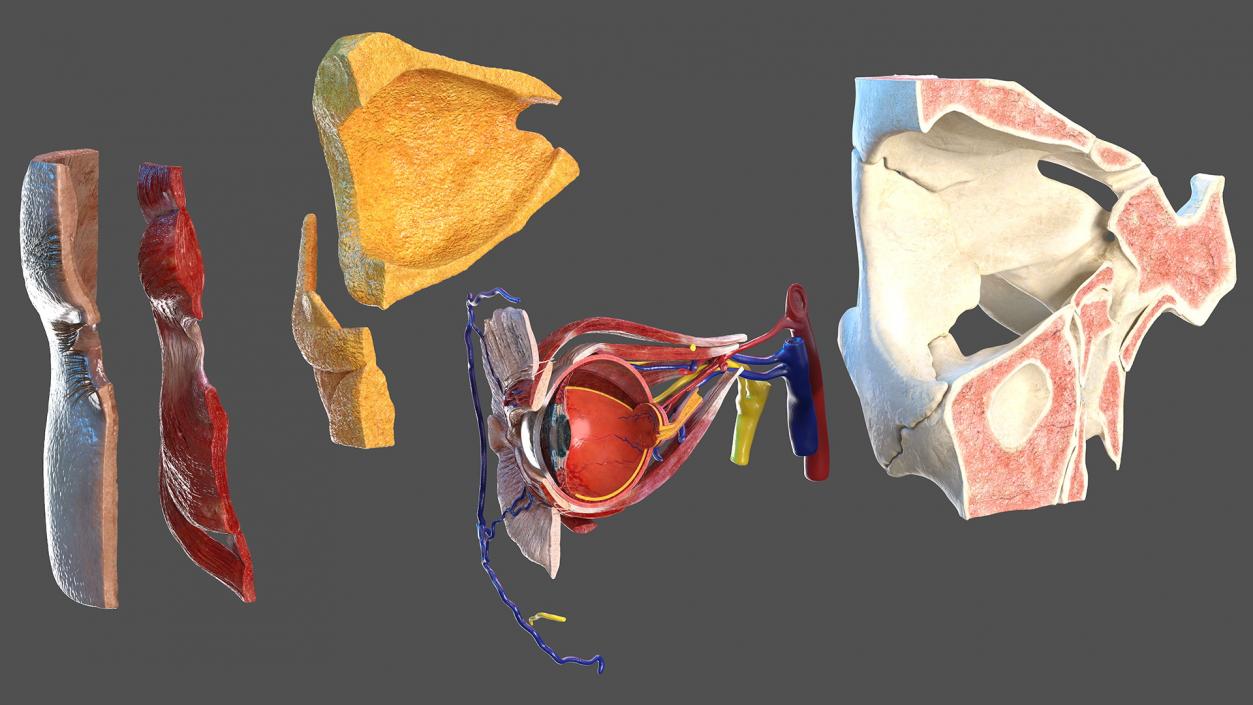 3D model Eye Anatomy Cross-Section