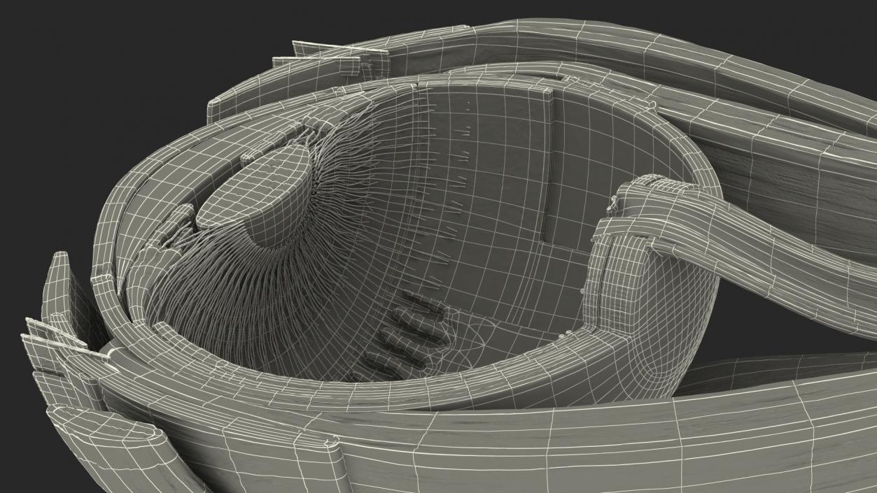 3D model Eye Anatomy Cross-Section