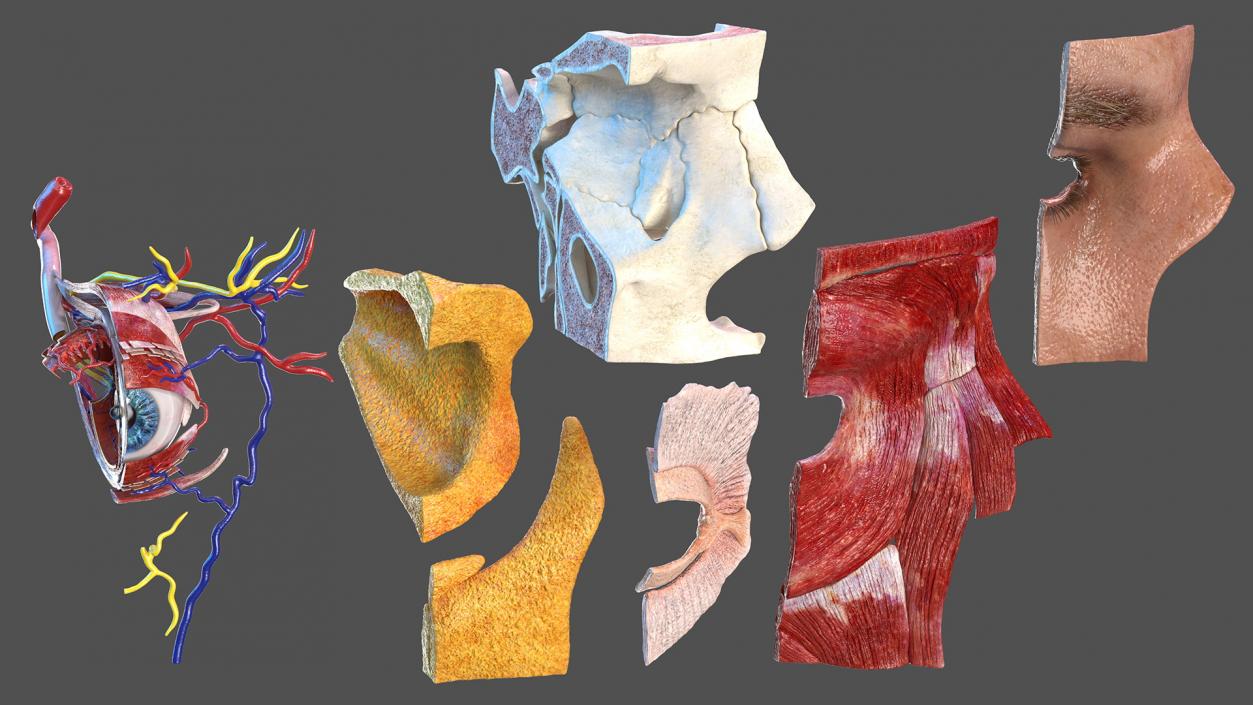 3D model Eye Anatomy Cross-Section