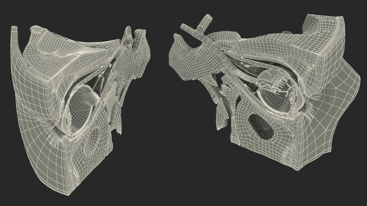 3D model Eye Anatomy Cross-Section