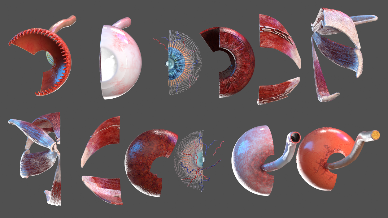 3D model Eye Anatomy Cross-Section