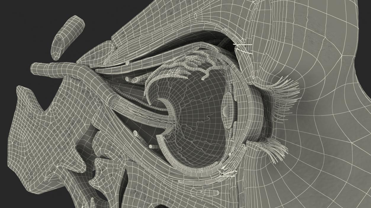 3D model Eye Anatomy Cross-Section