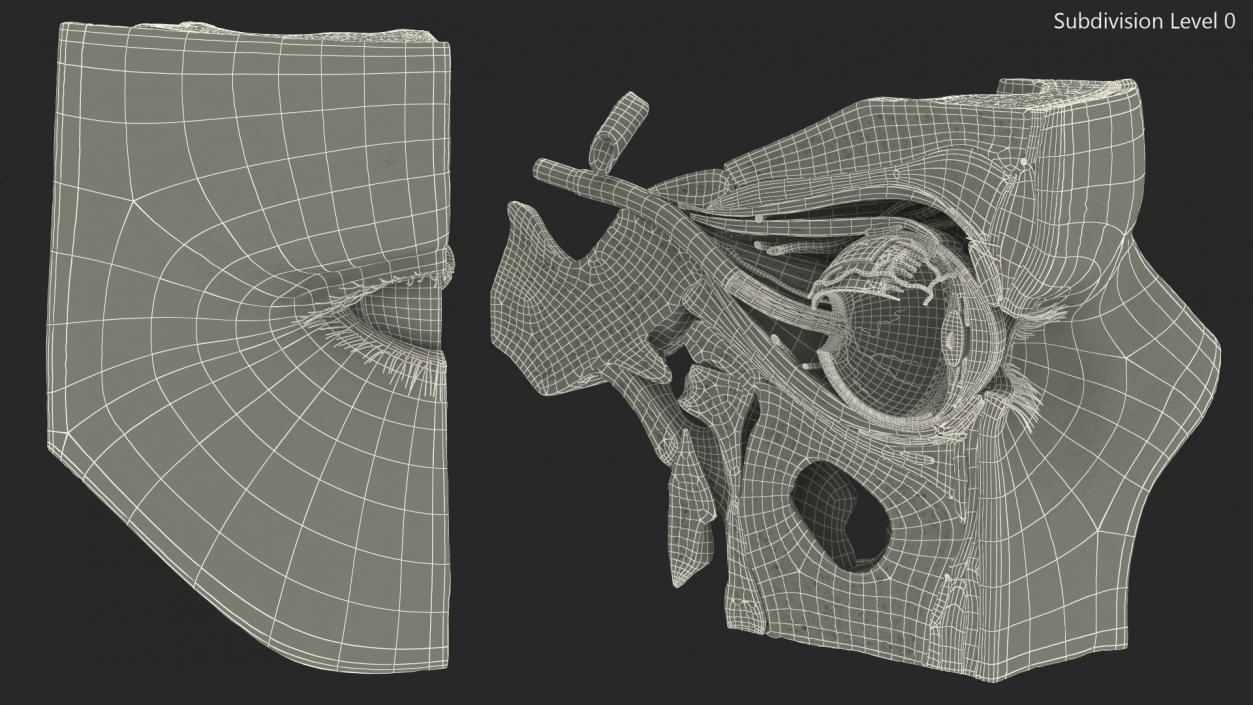 3D model Eye Anatomy Cross-Section