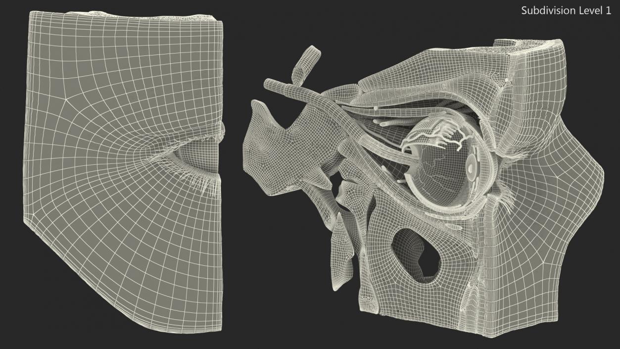 3D model Eye Anatomy Cross-Section