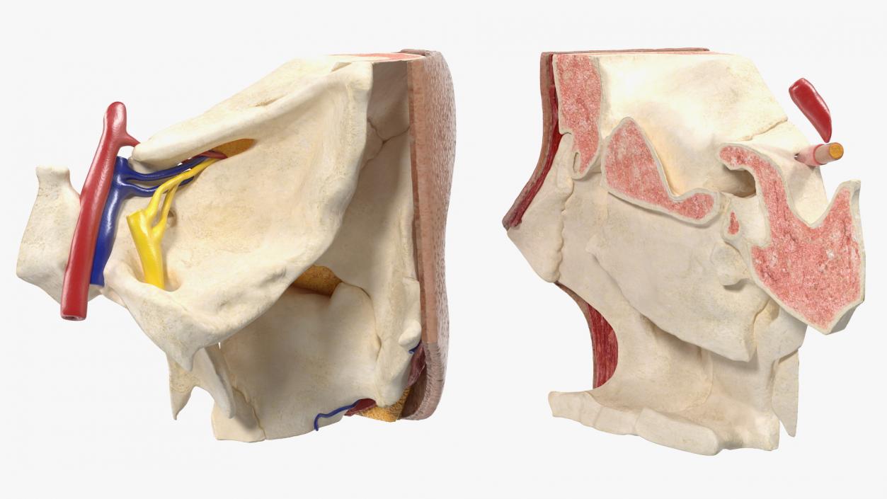 3D model Eye Anatomy Cross-Section