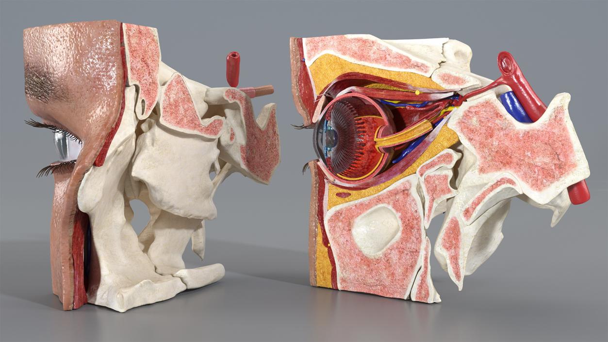 3D model Eye Anatomy Cross-Section