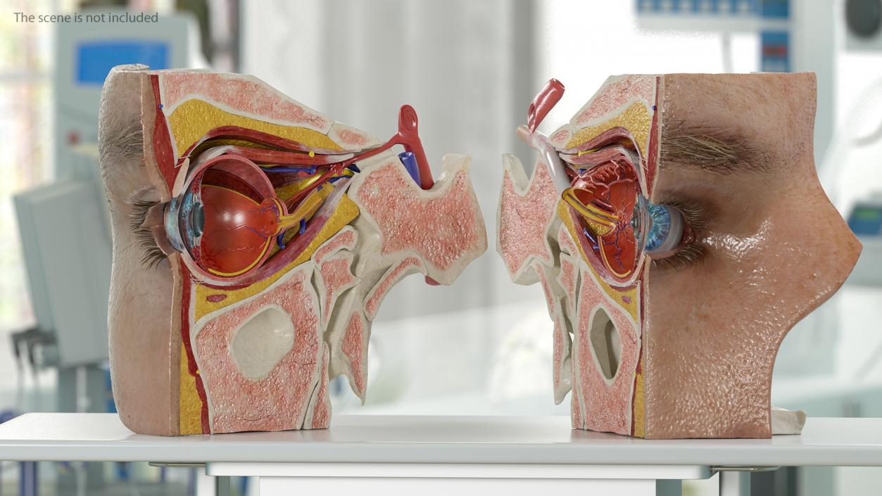 3D model Eye Anatomy Cross-Section