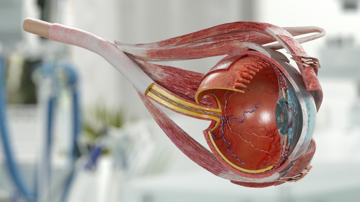 3D model Eye Anatomy Cross-Section