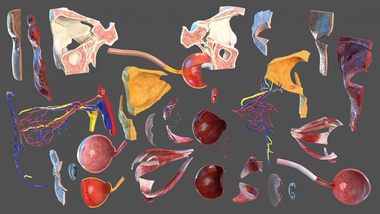 3D model Eye Anatomy Cross-Section