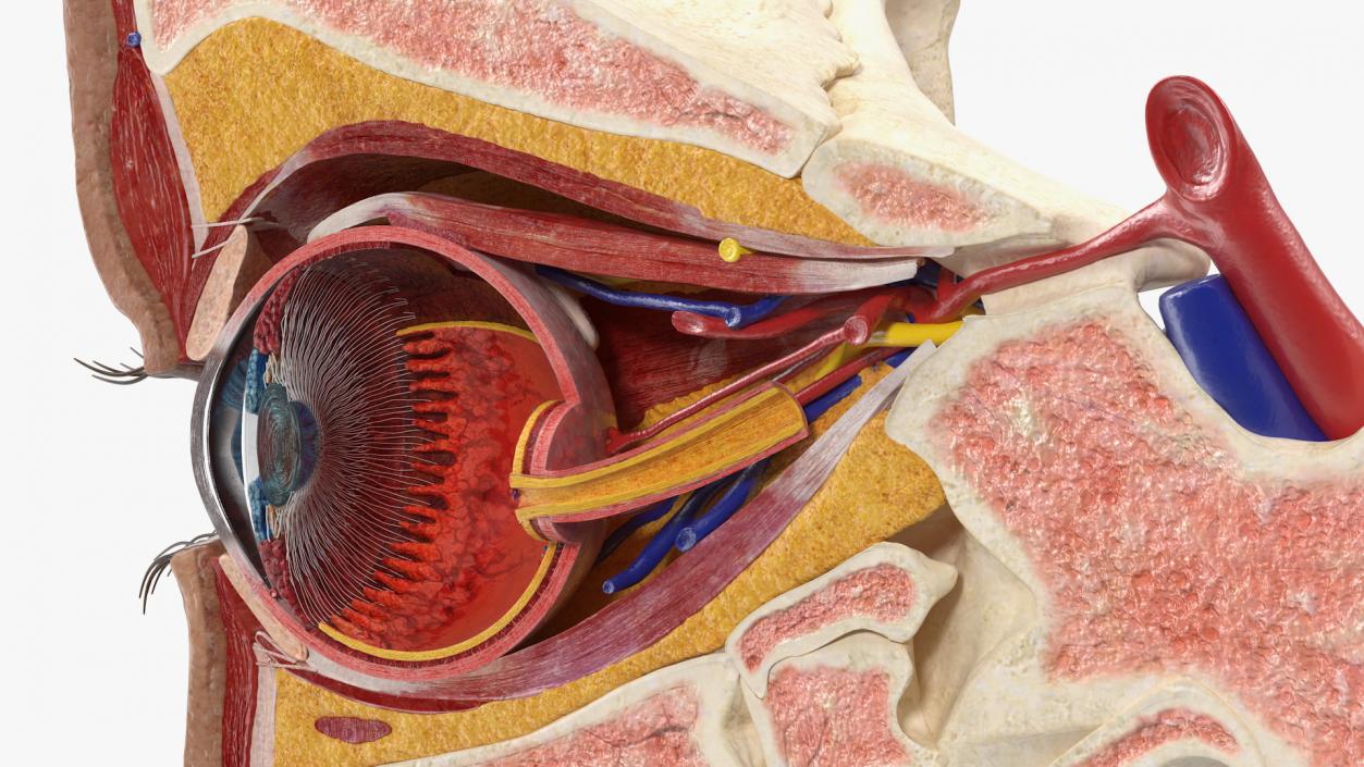 3D model Eye Anatomy Cross-Section