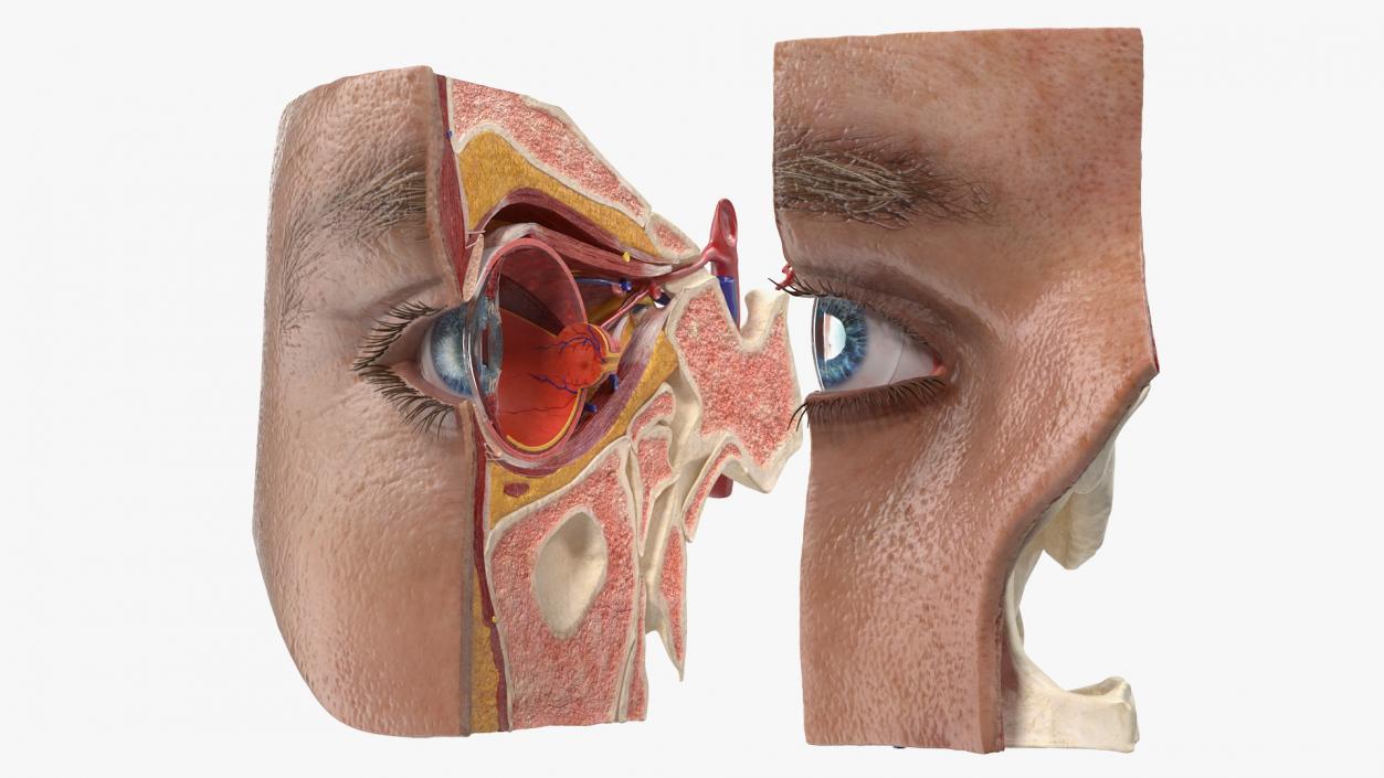 3D model Eye Anatomy Cross-Section