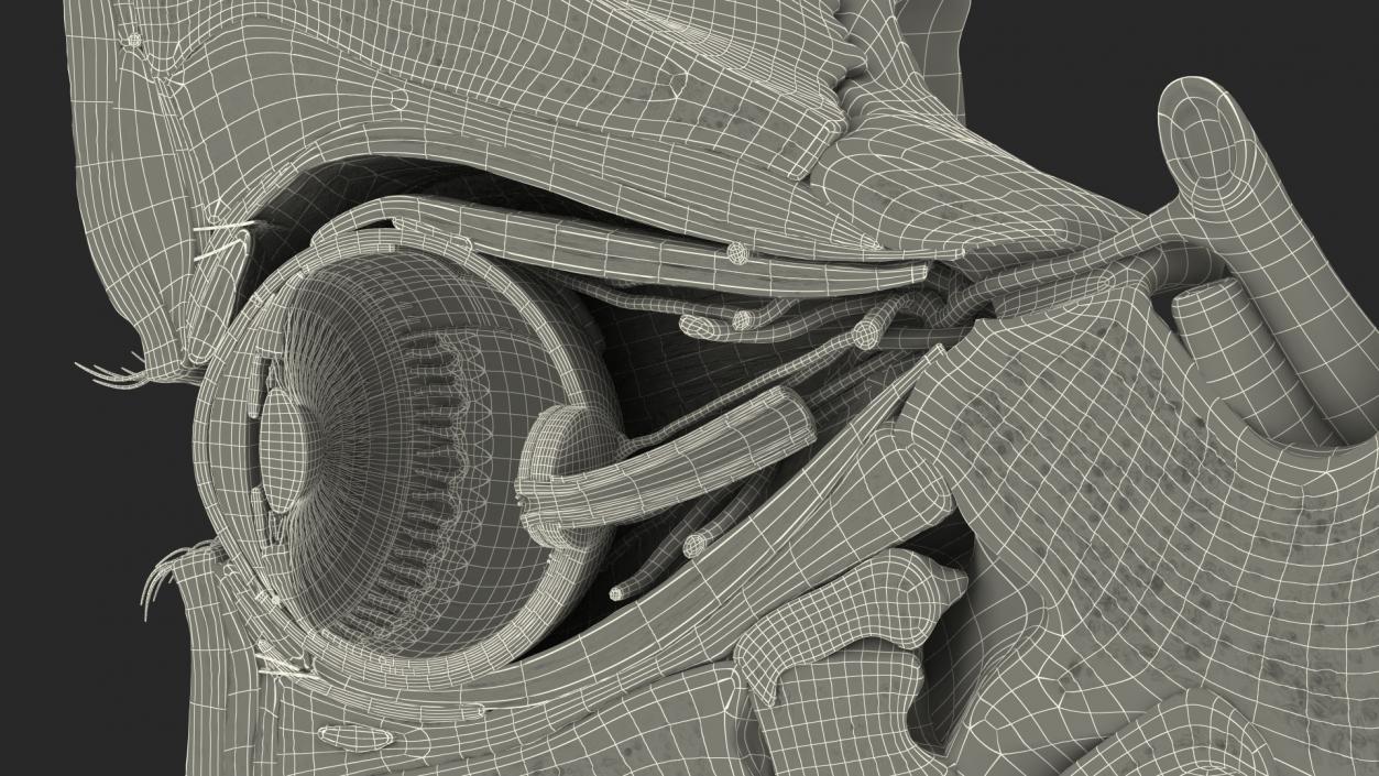 3D model Eye Anatomy Cross-Section