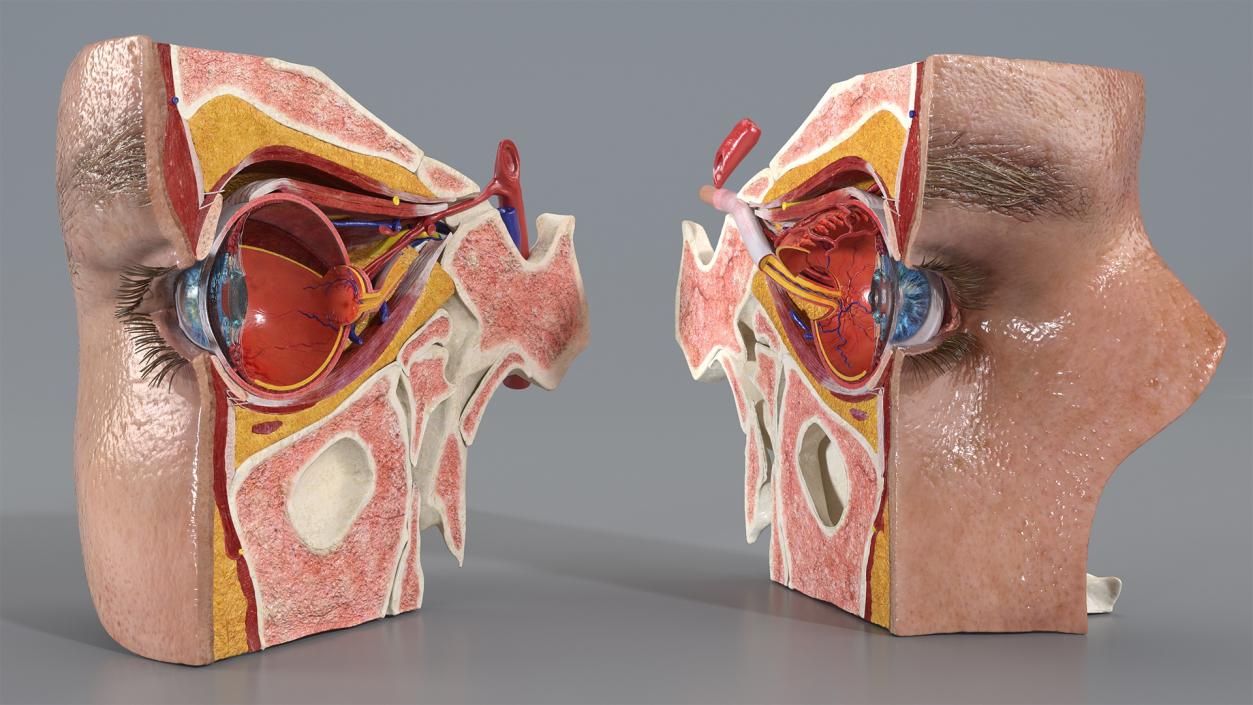 3D model Eye Anatomy Cross-Section