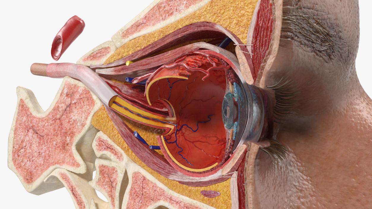 3D model Eye Anatomy Cross-Section