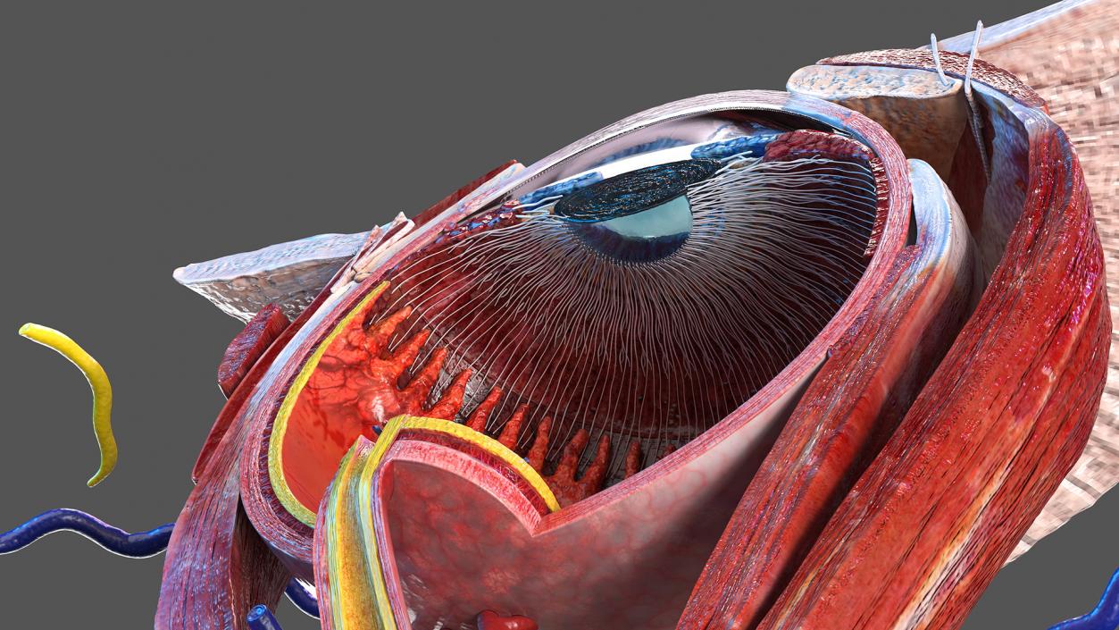 3D model Eye Anatomy Cross-Section