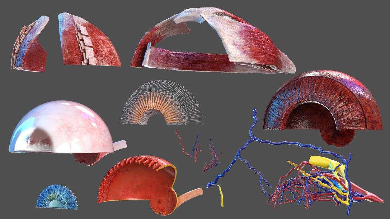 3D model Eye Anatomy Cross-Section