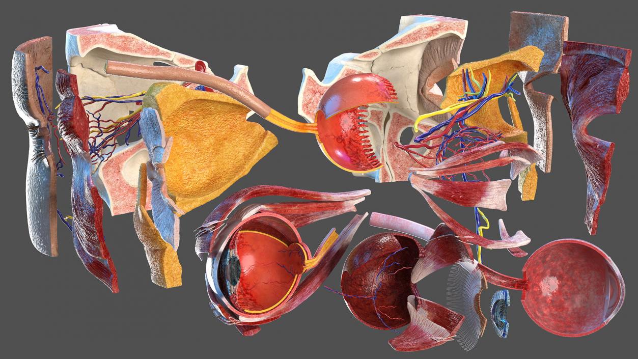 3D model Eye Anatomy Cross-Section