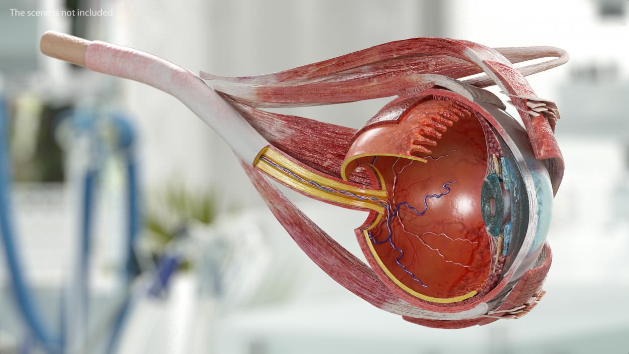 3D model Eye Anatomy Cross-Section