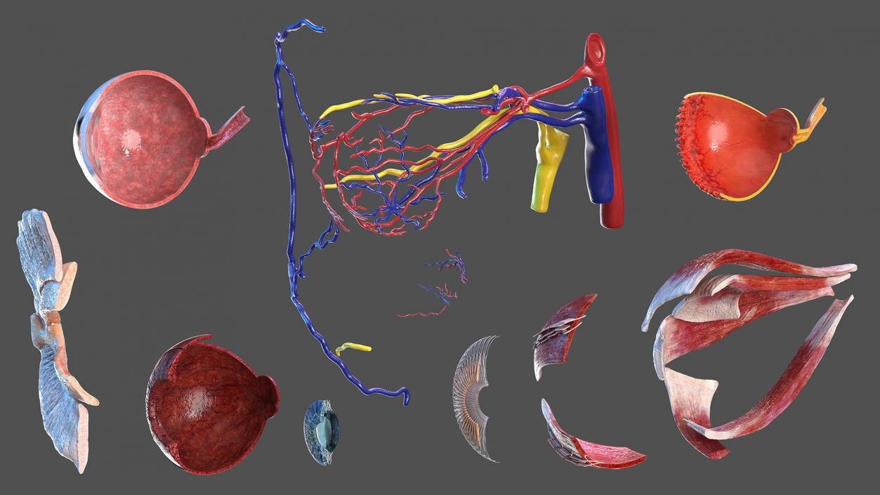 3D model Eye Anatomy Cross-Section