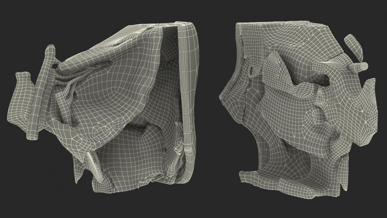 3D model Eye Anatomy Cross-Section