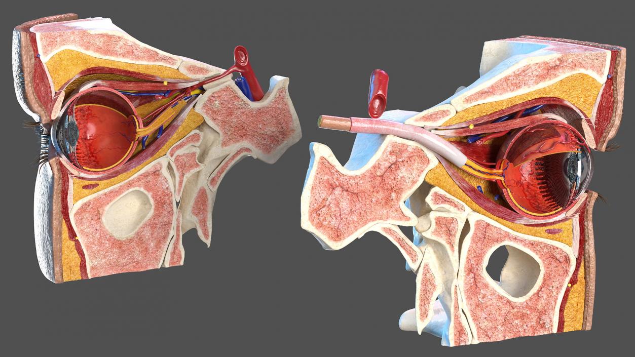 3D model Eye Anatomy Cross-Section