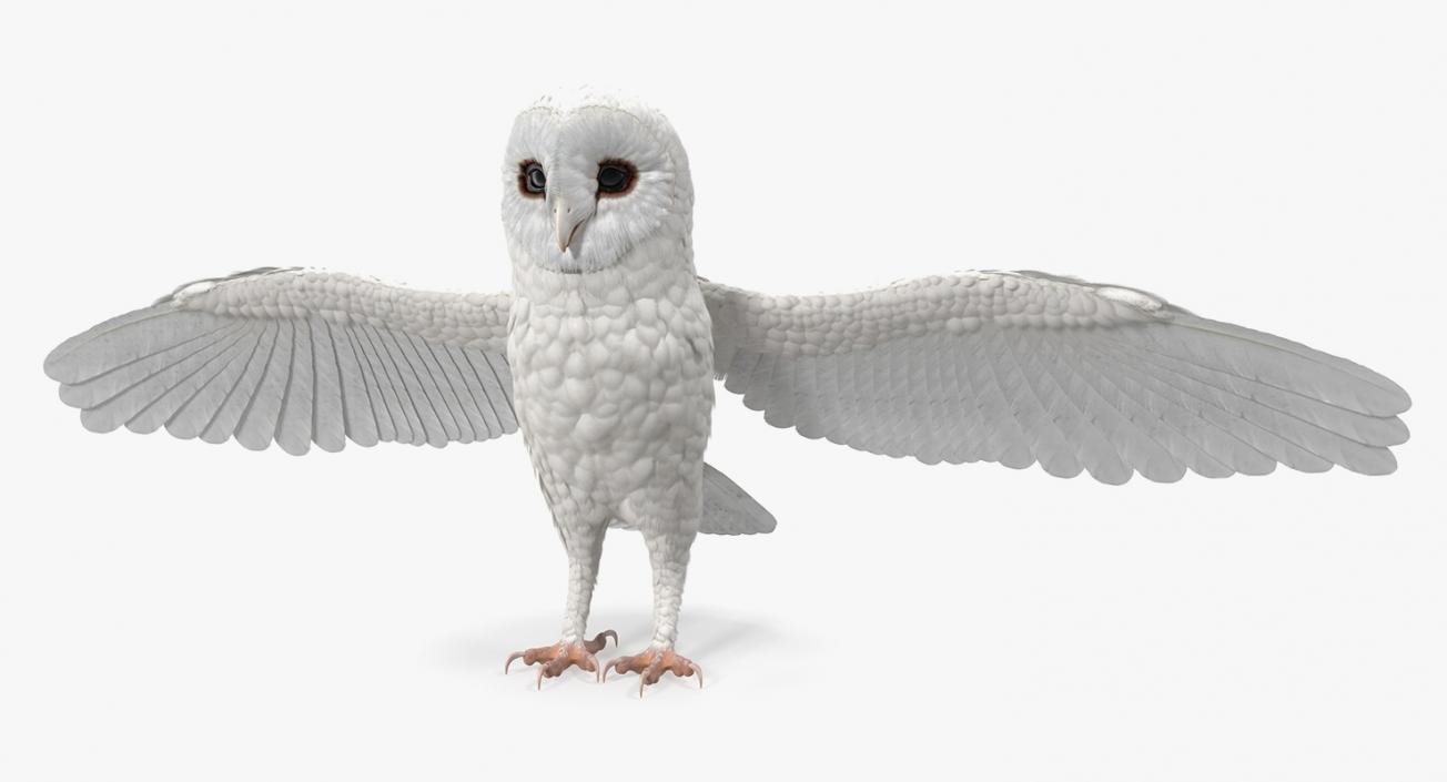 3D White Common Barn Owl