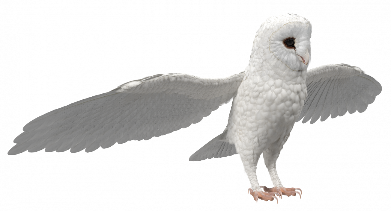 3D White Common Barn Owl