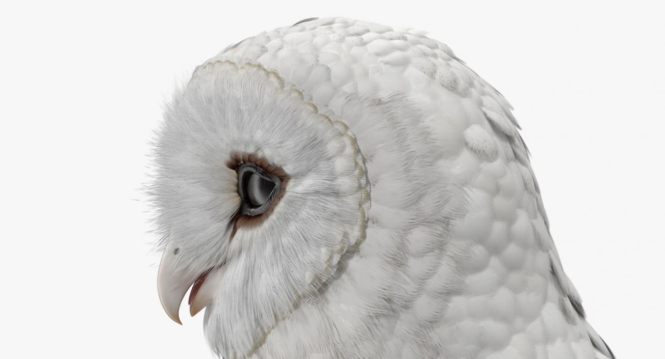 3D White Common Barn Owl