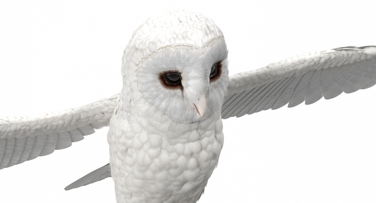 3D White Common Barn Owl