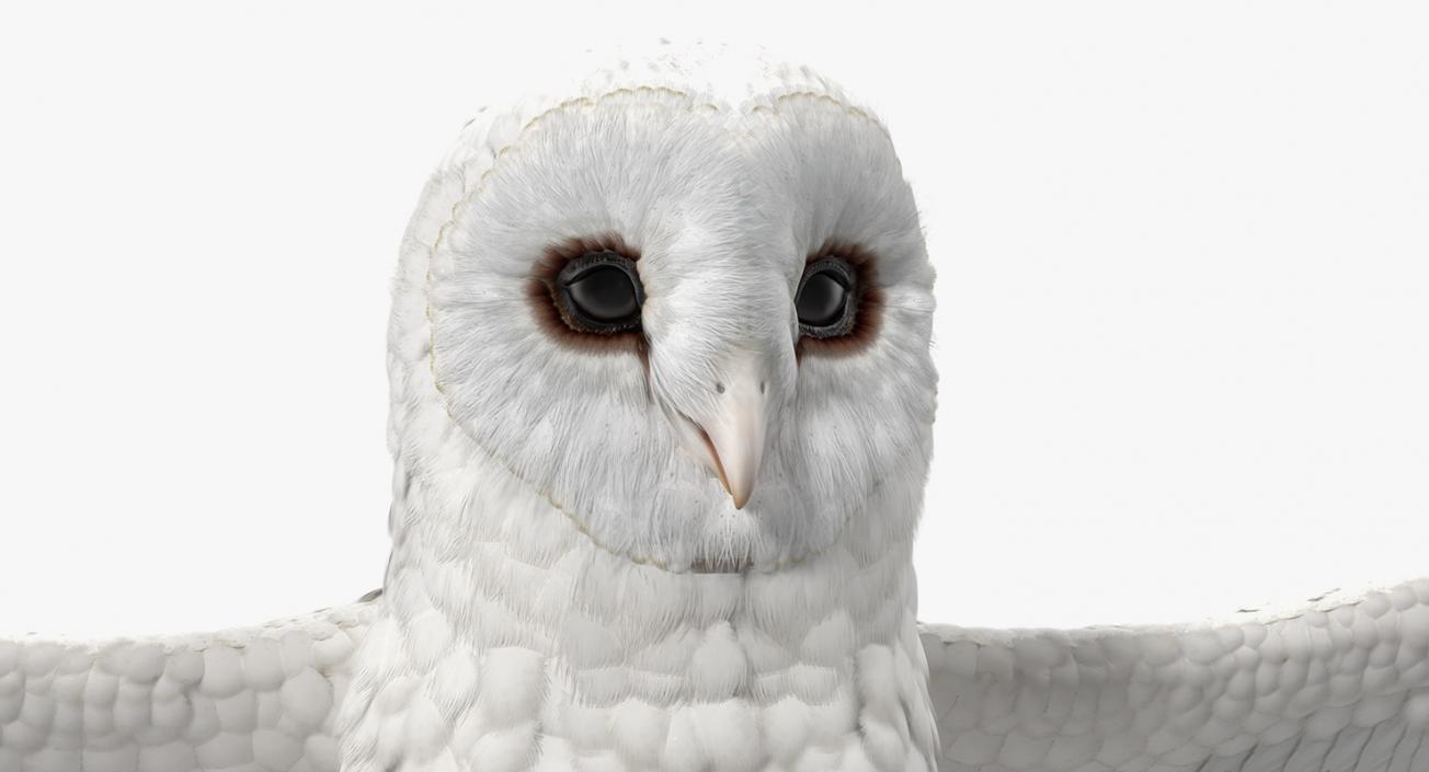 3D White Common Barn Owl