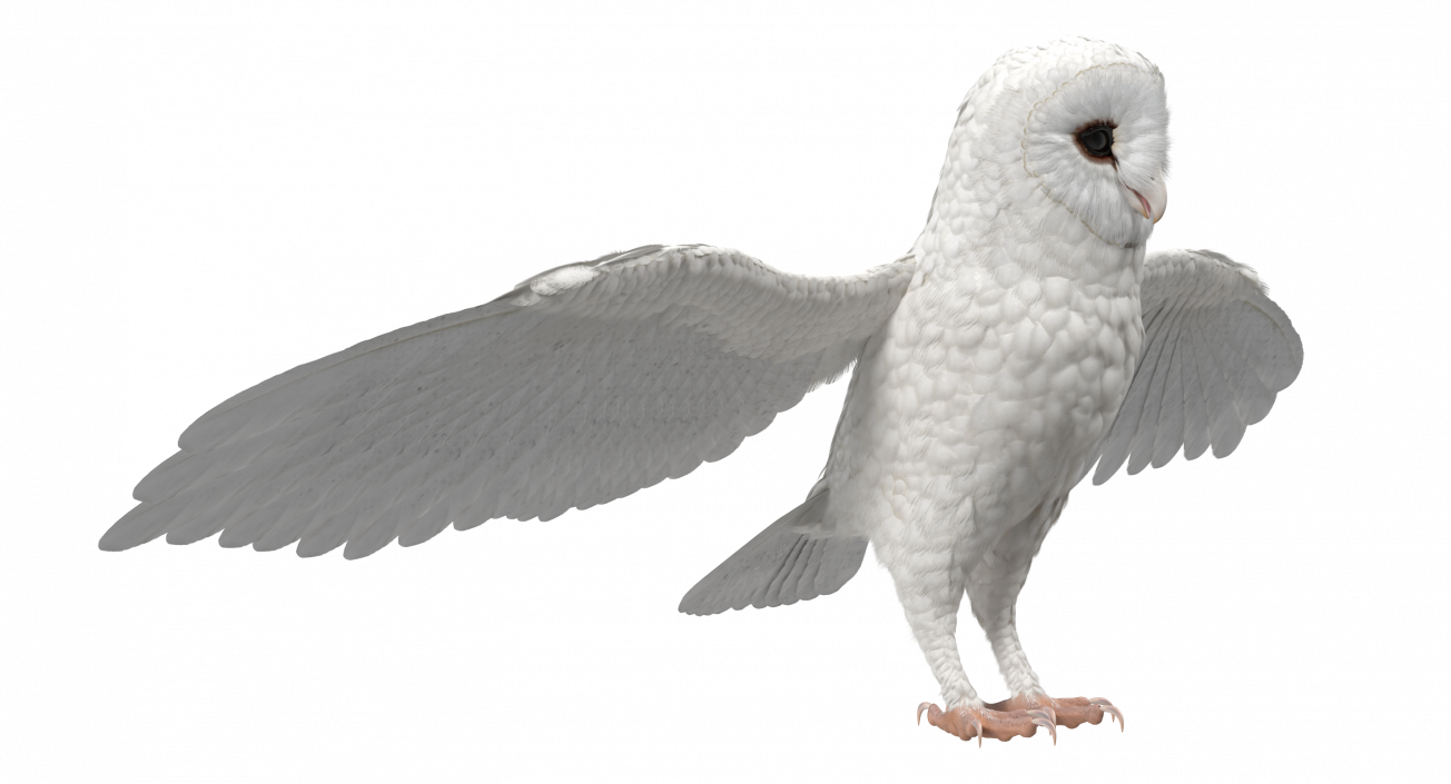 3D White Common Barn Owl