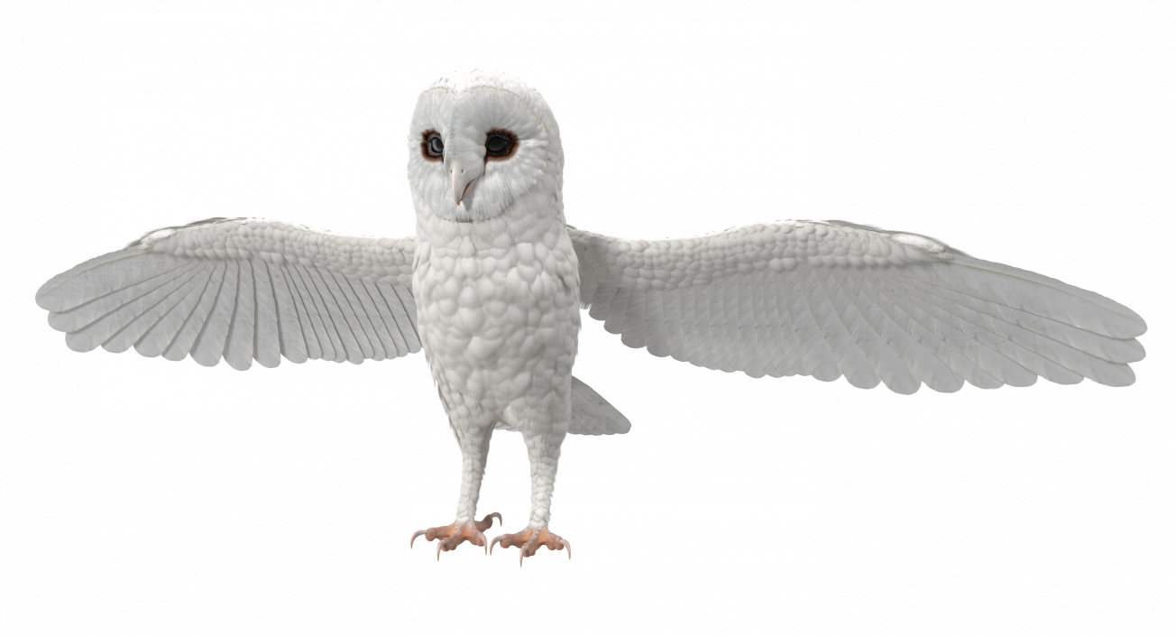 3D White Common Barn Owl