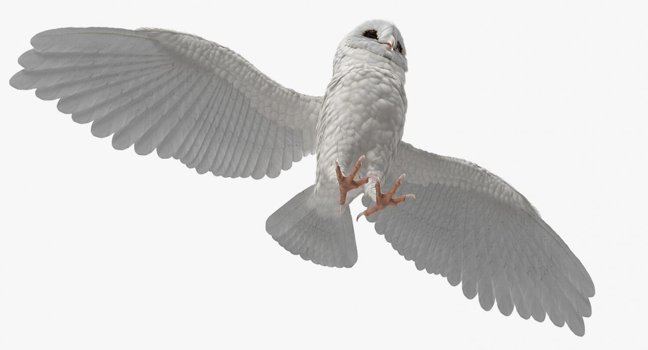 3D White Common Barn Owl