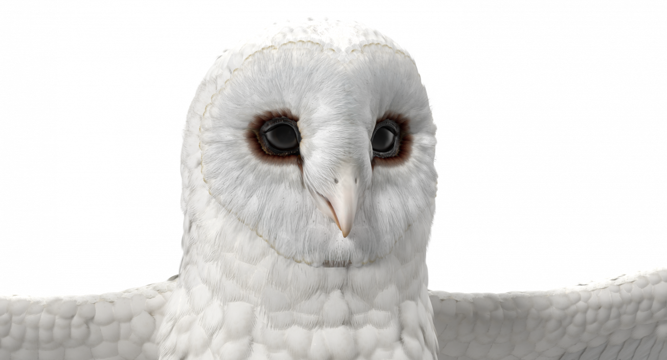 3D White Common Barn Owl