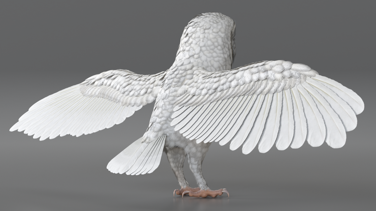 3D White Common Barn Owl