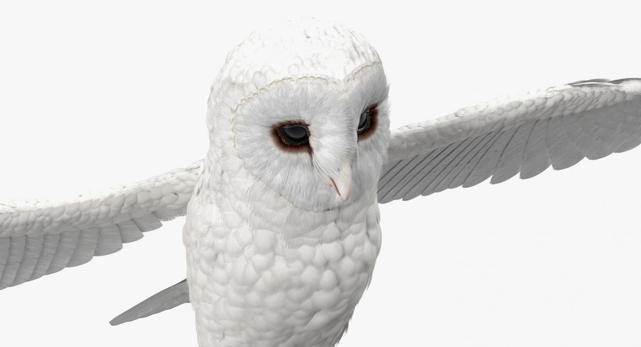 3D White Common Barn Owl