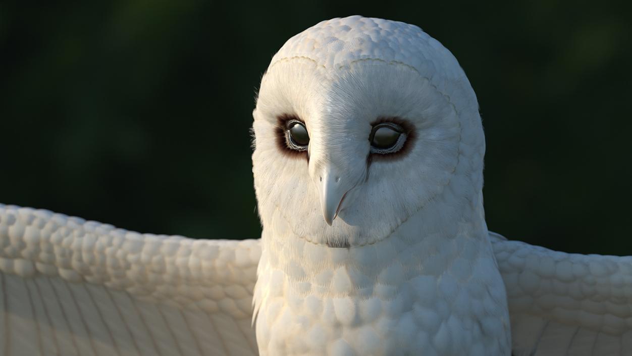 3D White Common Barn Owl