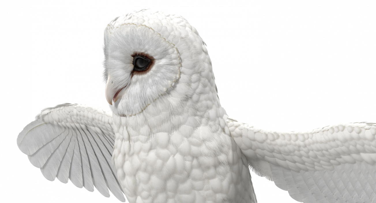 3D White Common Barn Owl