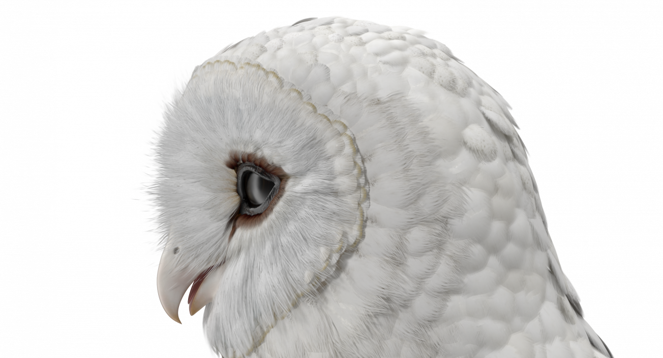 3D White Common Barn Owl