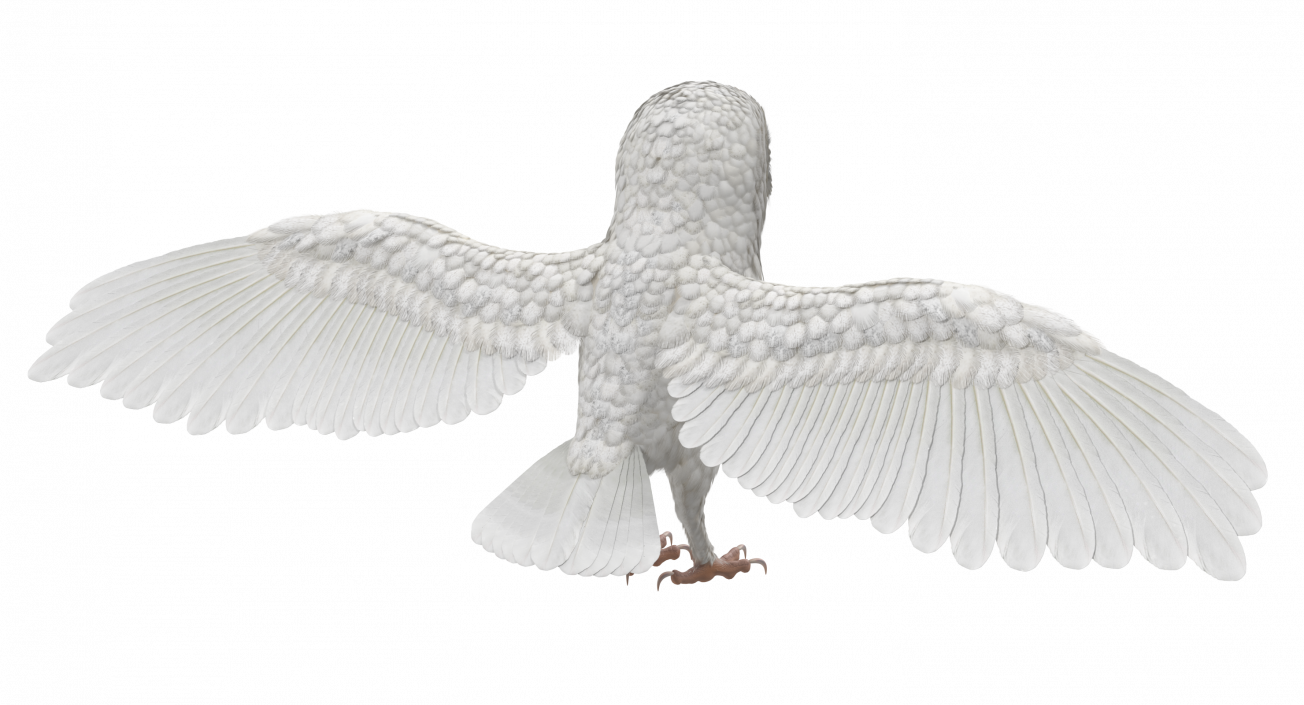 3D White Common Barn Owl